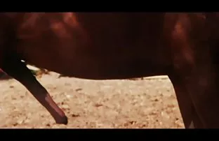 XXX Fucks ગાંડ જુવાન કૂતરી